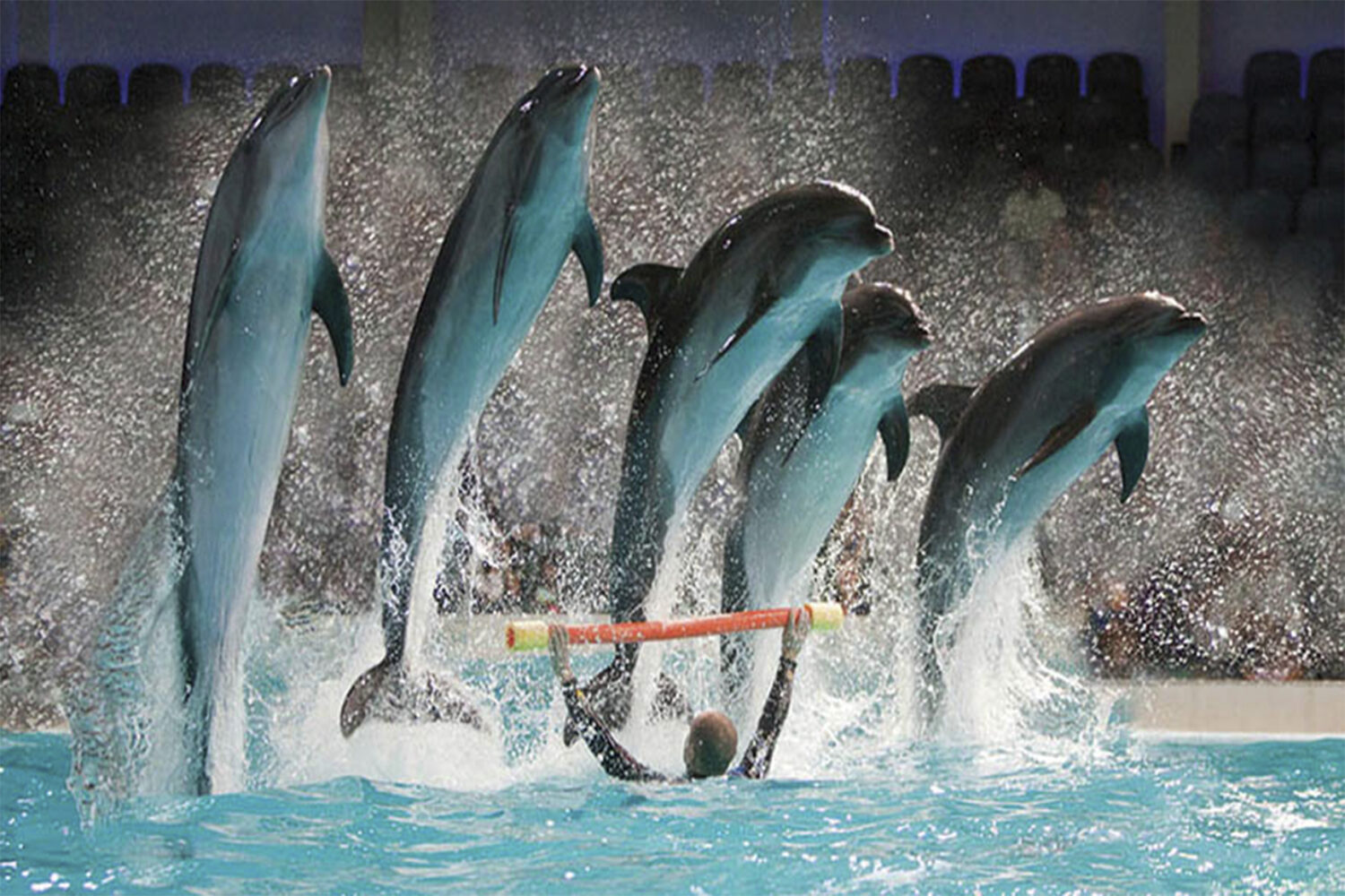 Dolphin-show
