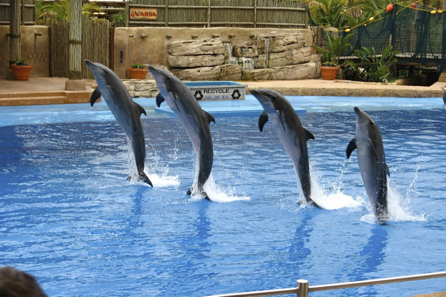 Dolphin-show-4